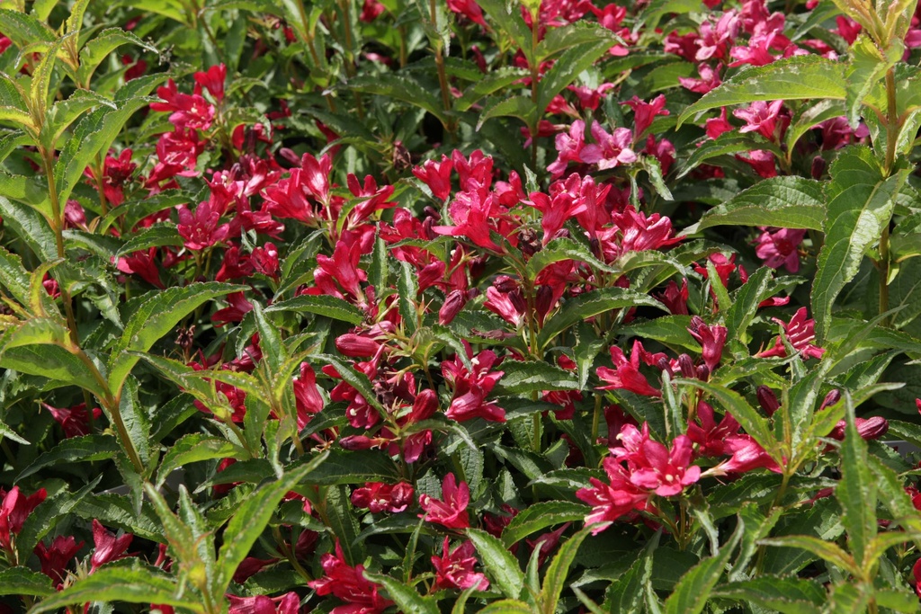 WEIGELA NAIN ROUGE®
