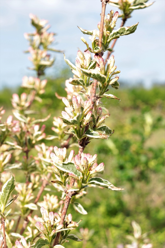 WEIGELA 'NANA VARIEGATA'
