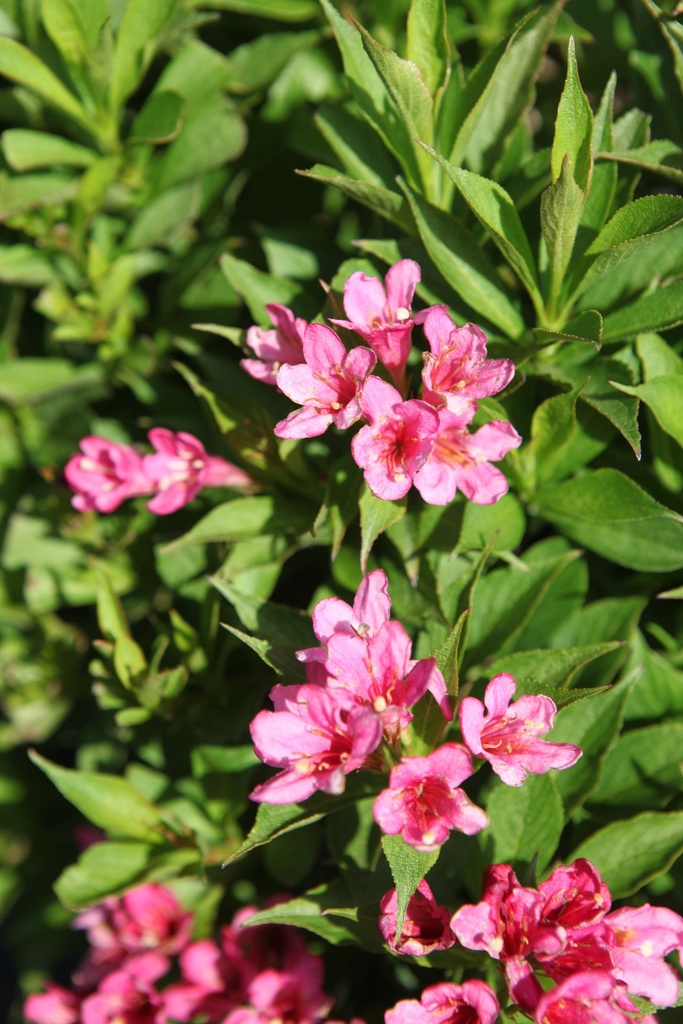 WEIGELA PICOBELLA® ROSA