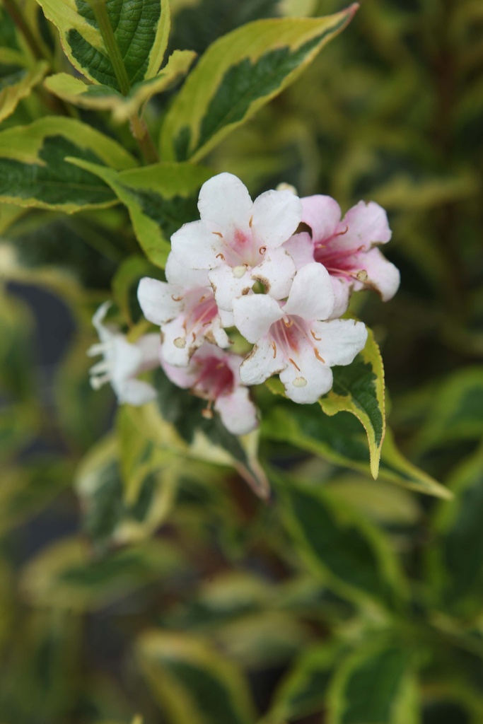 [WWLI40C3] WEIGELA 'WHITE LIGHTNING' (Pot 3 liter, 40-50 cm)