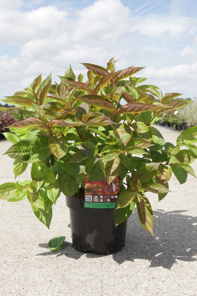 WEIGELA 'WINGS OF FIRE®'