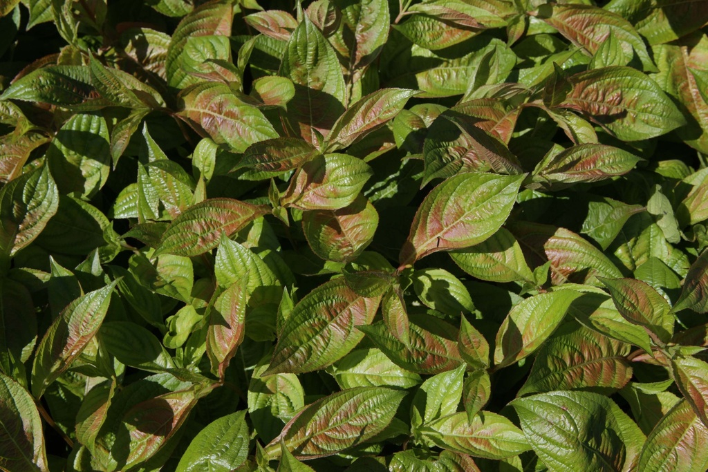 WEIGELA 'WINGS OF FIRE®'