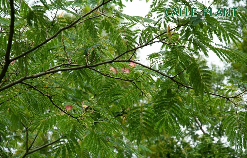 ALBIZIA JULIBRISSIN OMBRELLA