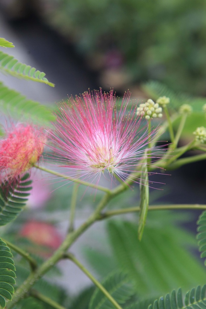 [AJOM100] ALBIZIA JULIBRISSIN OMBRELLA (Pot, 100-125 cm)