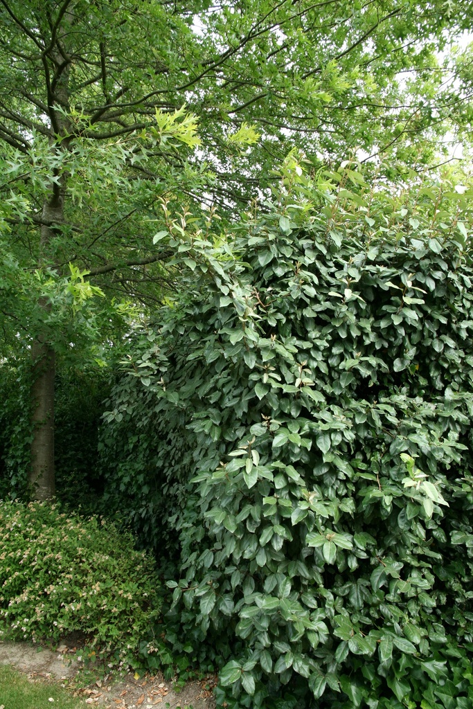 [EEB100] ELAEAGNUS EBBINGEI (Pot, 100-125 cm)