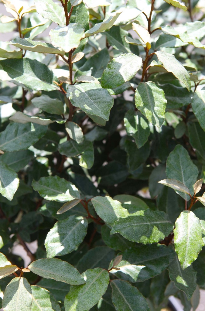 [EECO100] ELAEAGNUS EBBINGEI 'COMPACTA' (Pot, 100-125 cm)