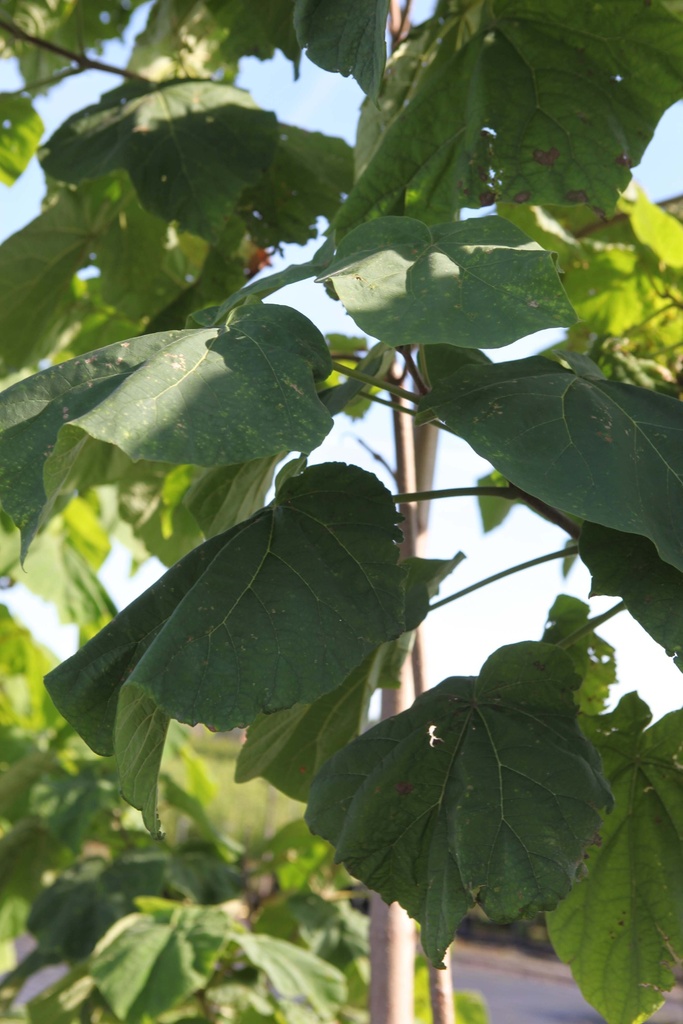 [PTO200C] PAULOWNIA TOMENTOSA (Pot 15 litres, 200-250 cm)