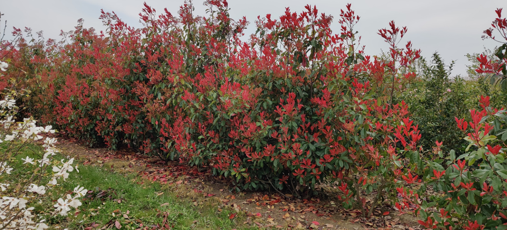 PHOTINIA FRASERI 'RED ROBIN'