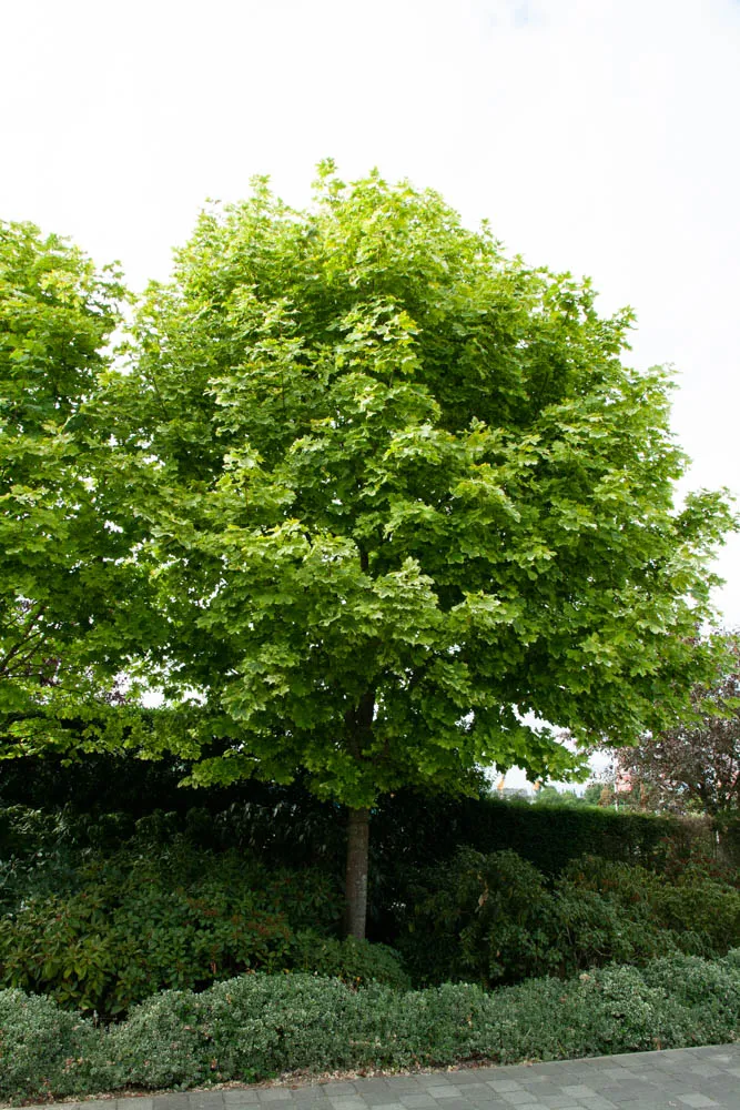 [APDR175] ACER PLATANOIDES 'DRUMMONDII' BALIVEAU (Pot 12 litres, 175-200 cm)