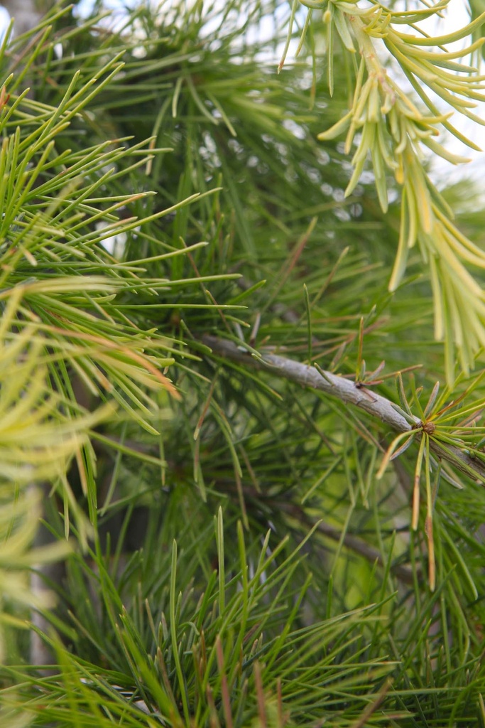 CEDRUS DEODARA 'GOLDEN HORIZON'