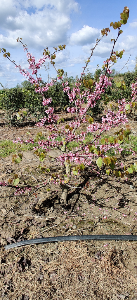 CERCIS SILIQUASTRUM HOOGSTAM
