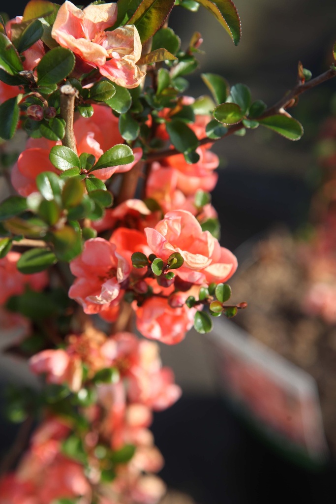 CHAENOMELES SUPERBA 'SALMON HORIZON'