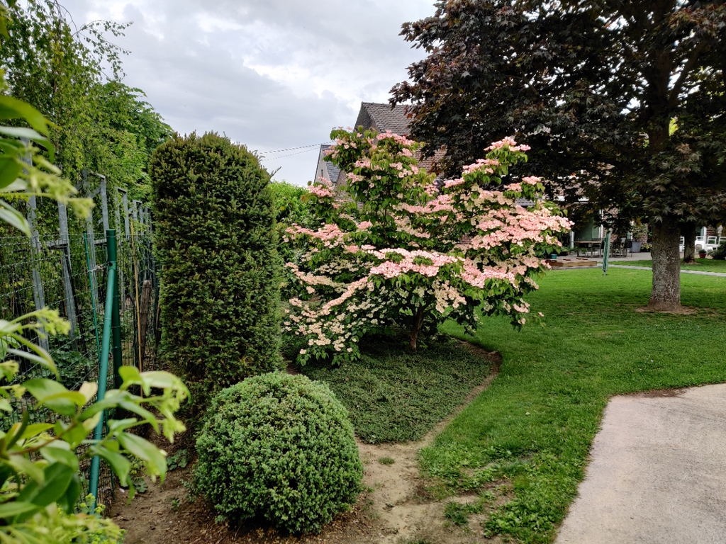 CORNUS FLORIDA 'RUBRA'