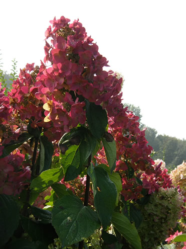 HYDRANGEA PANICULATA MEGA MINDY