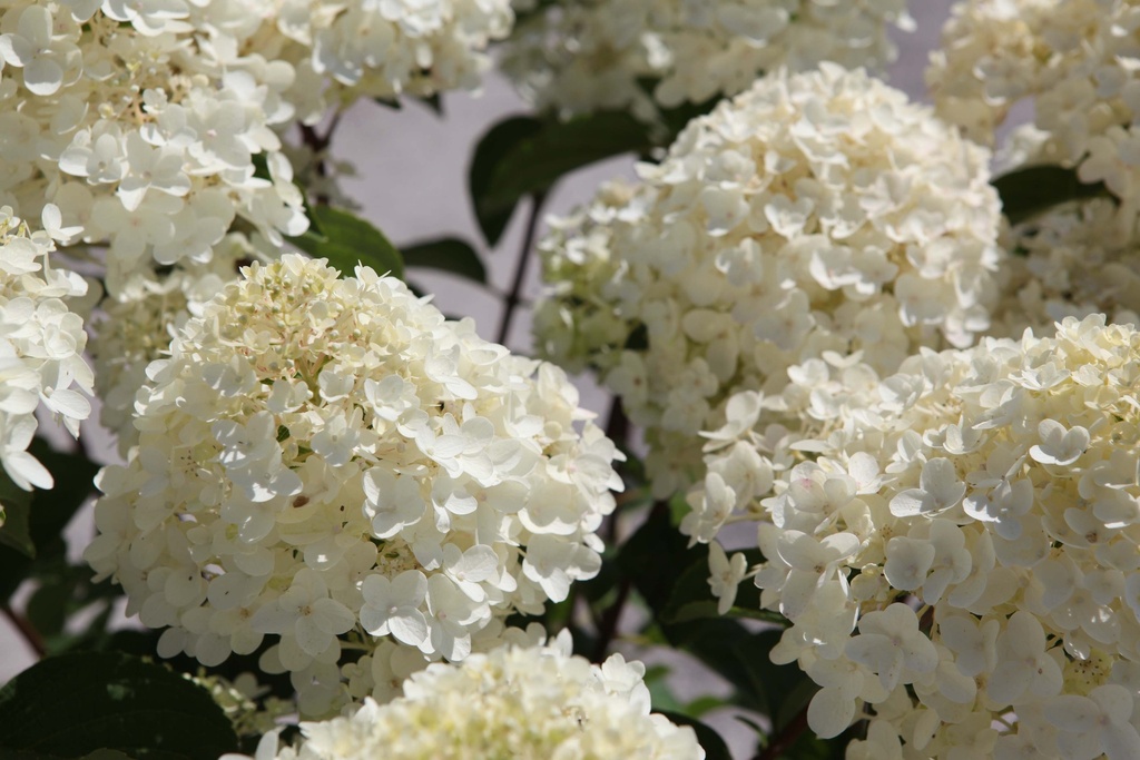 HYDRANGEA PANICULATA 'SILVER DOLLAR'
