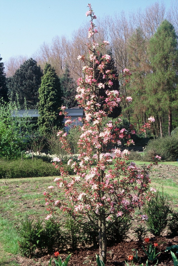 MALUS 'RED OBELISK®' SPIL