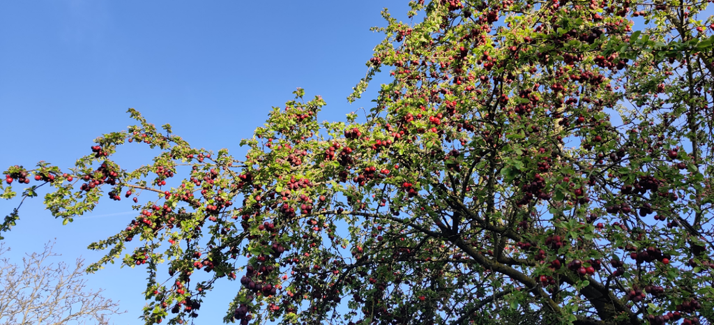 MALUS 'RED SENTINEL' SPIL