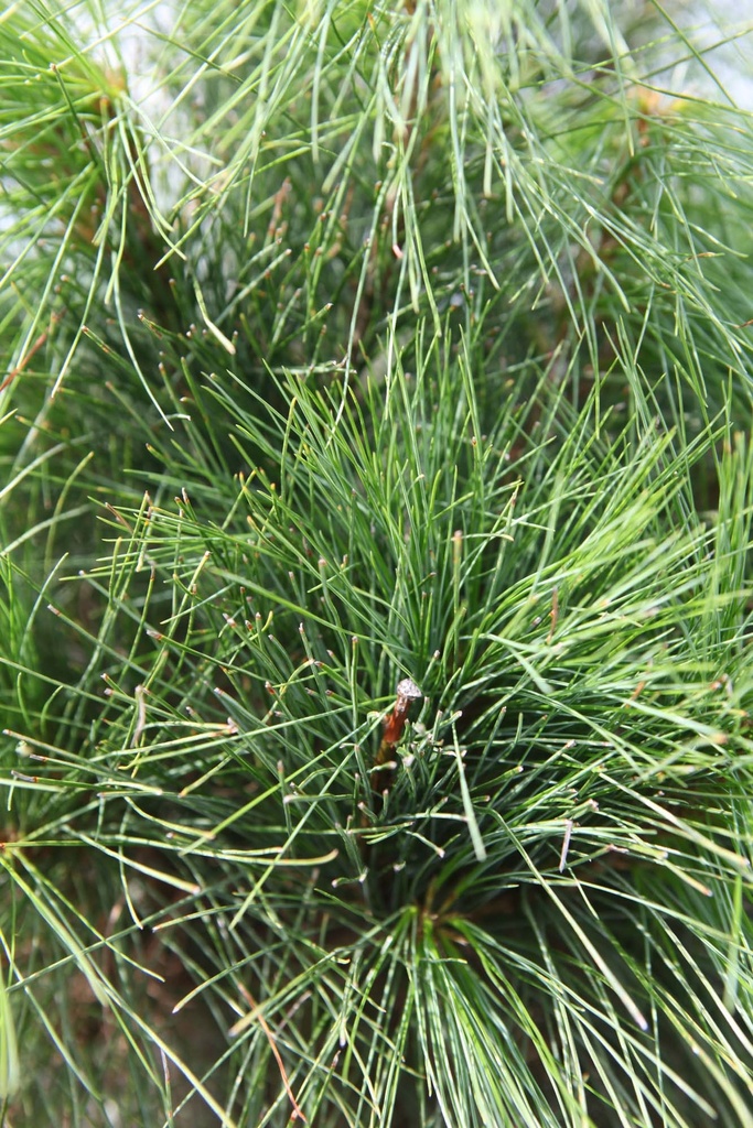 PINUS WALLICHIANA (GRIFFITTI)