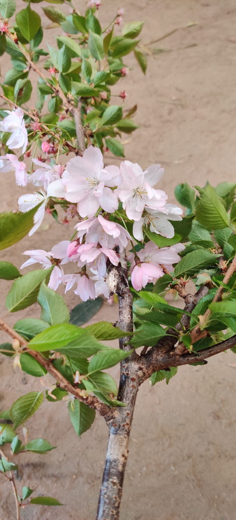PRUNUS 'ACCOLADE' SPIL
