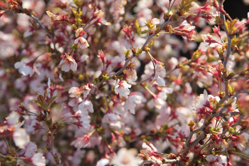 PRUNUS INCISA 'KOJOU-NO-MAI'