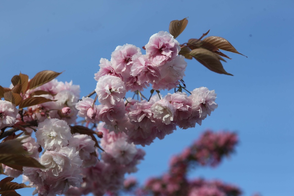 [PSSH125C] PRUNUS SERRULATA 'SHIROFUGEN' (Pot, 125-150 cm)