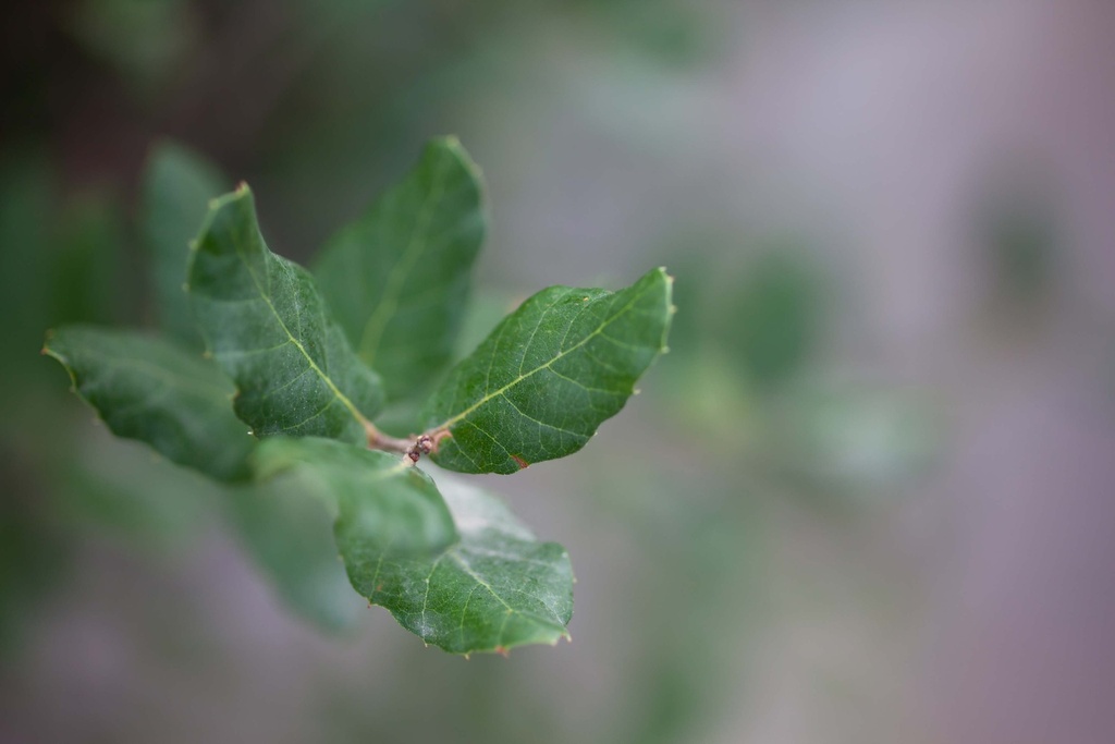 QUERCUS SUBER