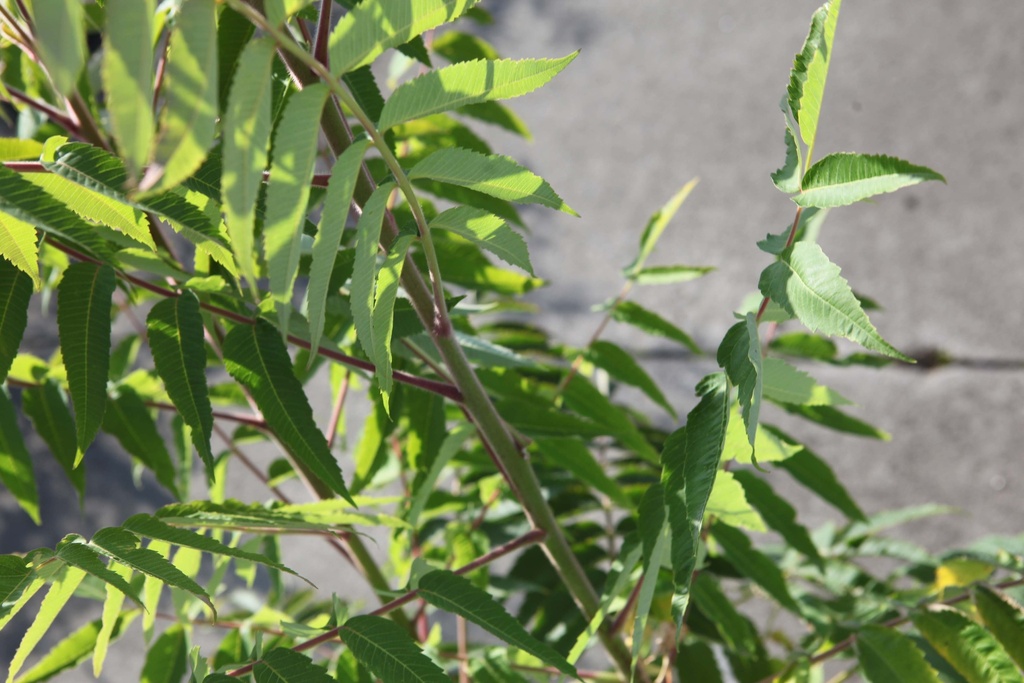 RHUS TYPHINA 'DISSECTA'