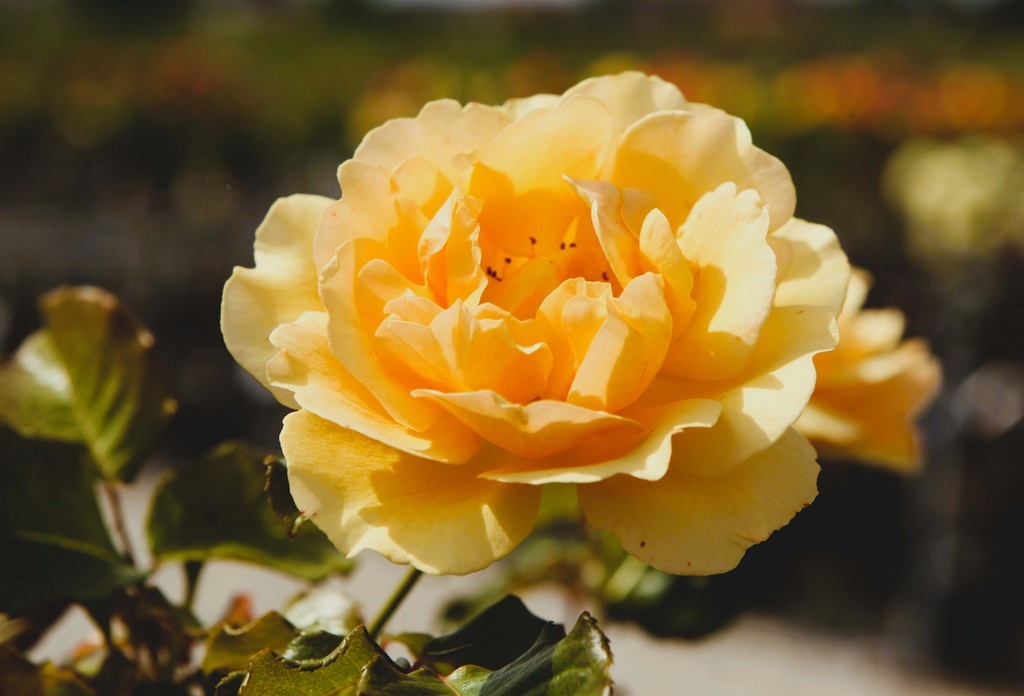 ROSA 'AMBER QUEEN®'