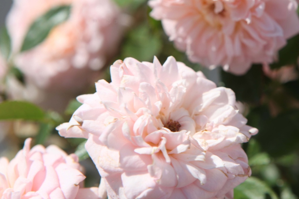 ROSA 'CICERO® (BONICA)'