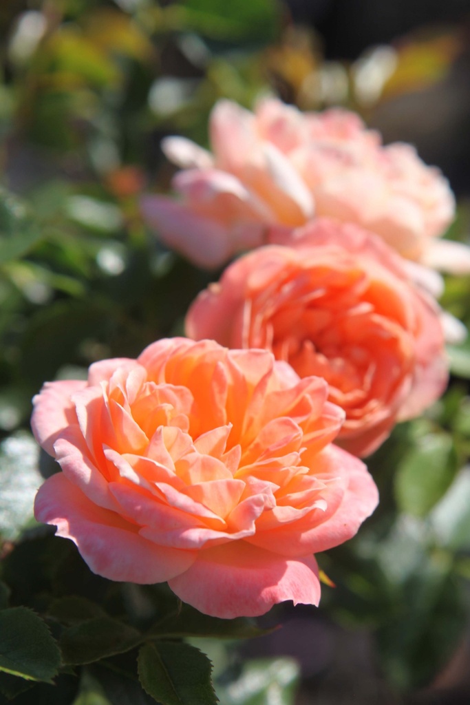 ROSA 'SWEETY'