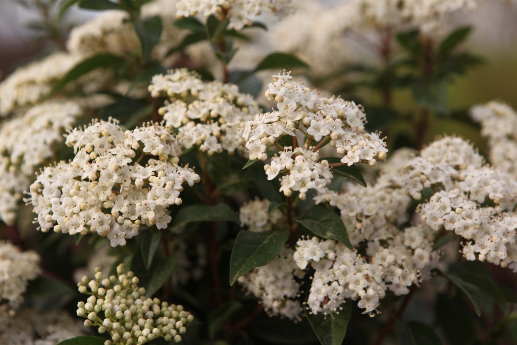 [VTEPR25C2] VIBURNUM TINUS 'EVE PRICE' (Pot 2 litres, 25-30 cm)