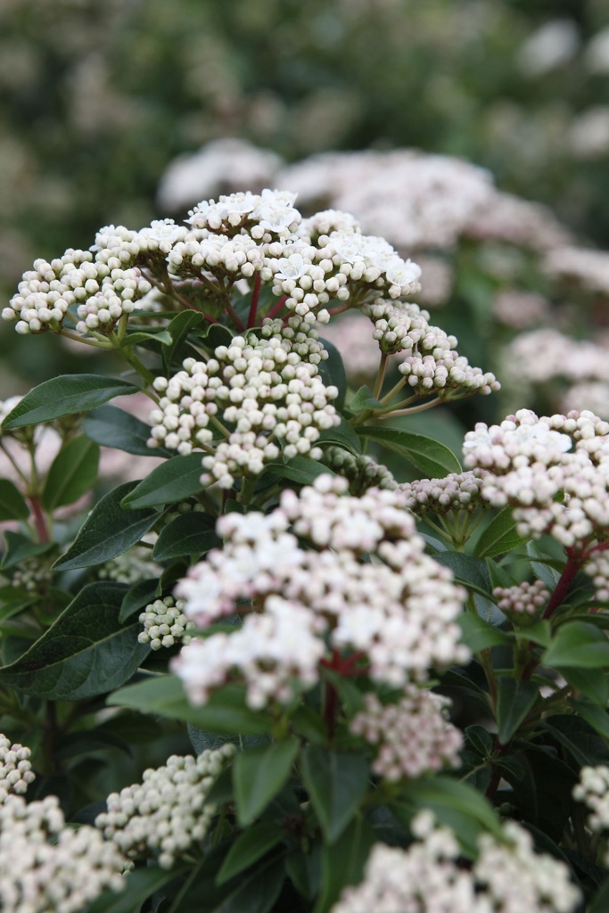 VIBURNUM TINUS 'EVE PRICE'