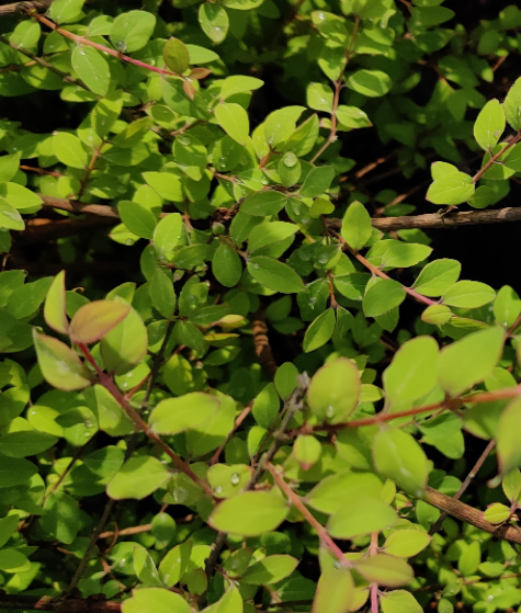 [SCHA3C] SYMPHORICARPOS CHENAULTII 'HANCOCK' (Pot 3 litres, 40-60 cm)