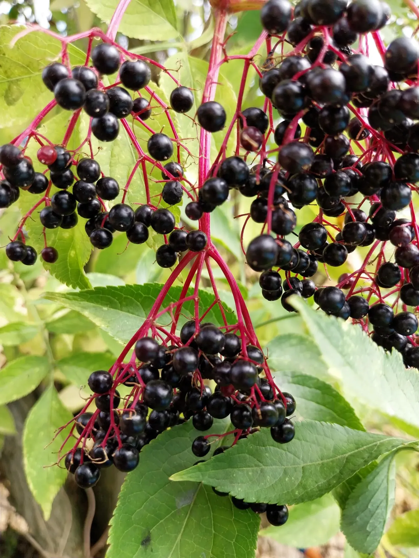 SAMBUCUS NIGRA
