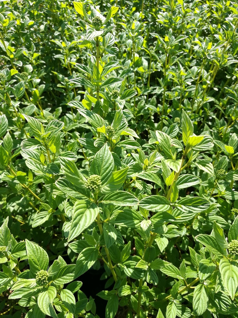 [CSFL3] CORNUS SERICEA 'FLAVIRAMEA' (Blote wortel, 60-100 cm)