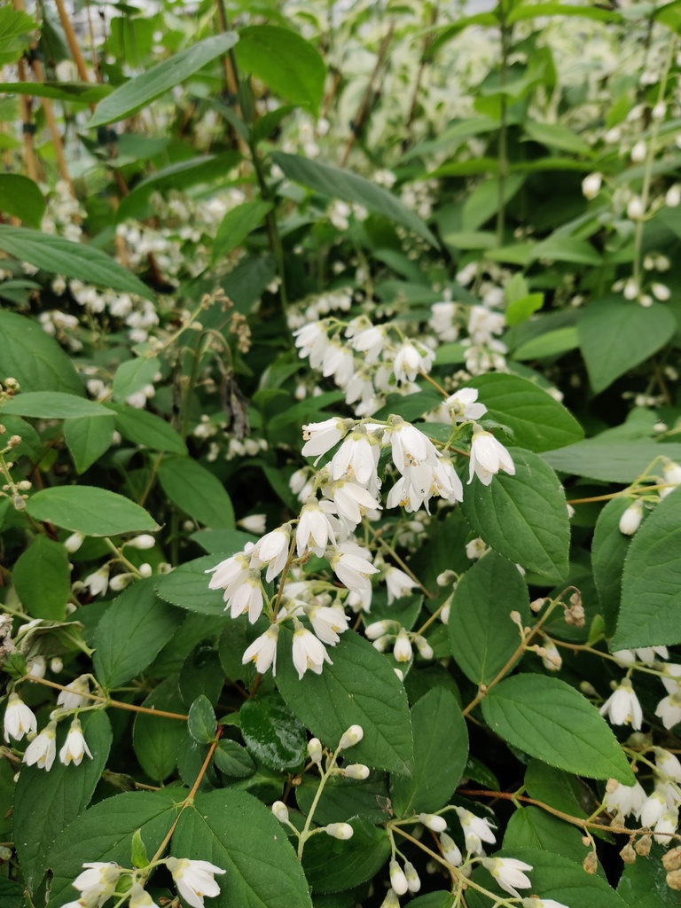 [DMA3] DEUTZIA MAGNIFICA (Blote wortel, 60-100 cm)