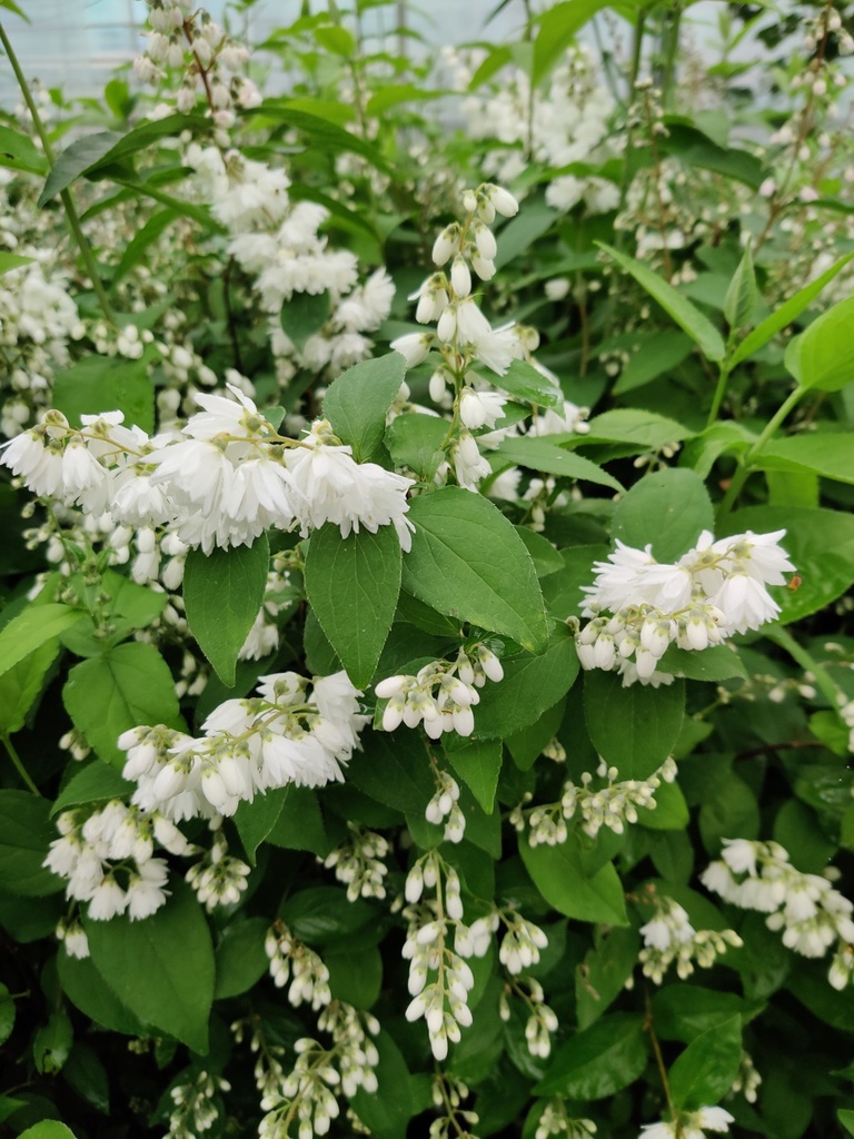 DEUTZIA CRENATA 'PRIDE OF ROCHESTER'