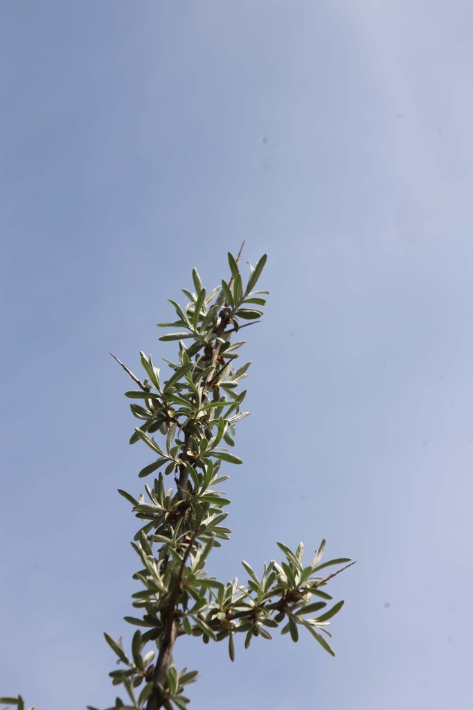 [HRH3] HIPPOPHAE RHAMNOIDES (Racines nues, 60-100 cm)