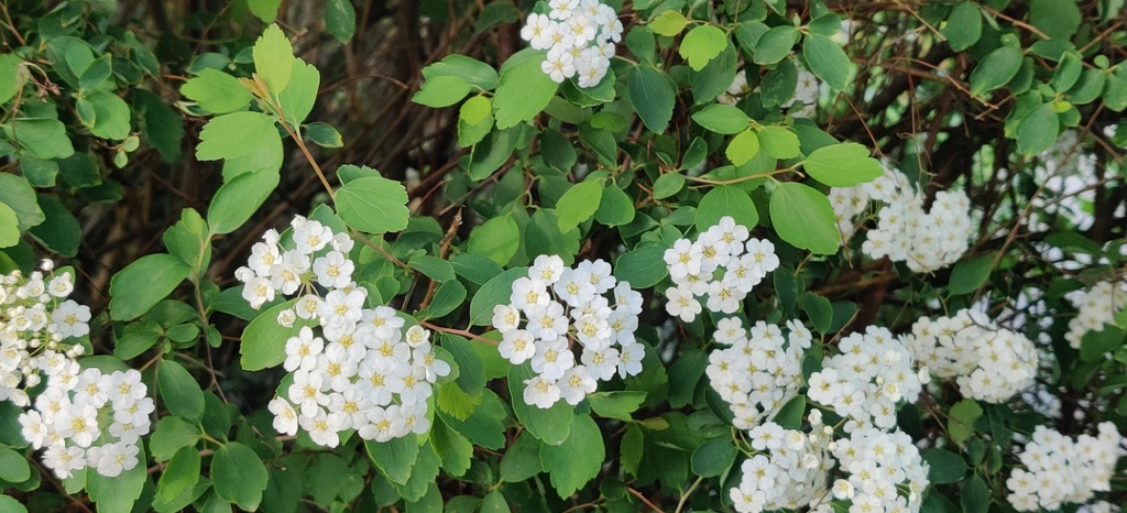 SPIRAEA VANHOUTTEI