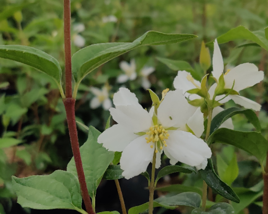 PHILADELPHUS 'AVALANCHE'