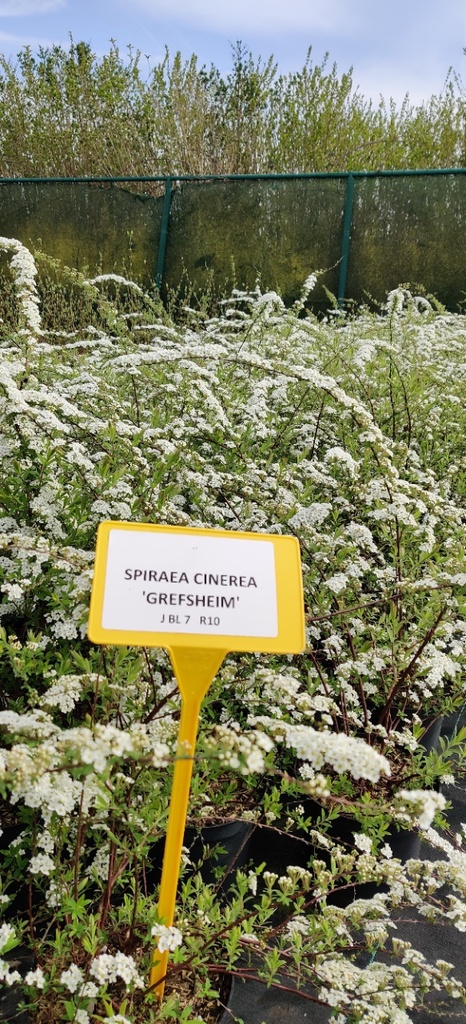 SPIRAEA CINEREA 'GREFSHEIM'