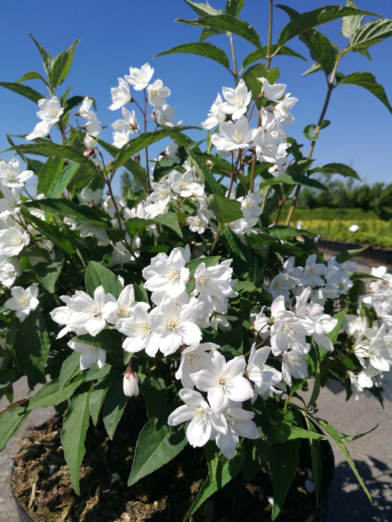 [DPKA3] DEUTZIA PURPURASCENS 'KALMIIFLORA' (Blote wortel, 80-100 cm)