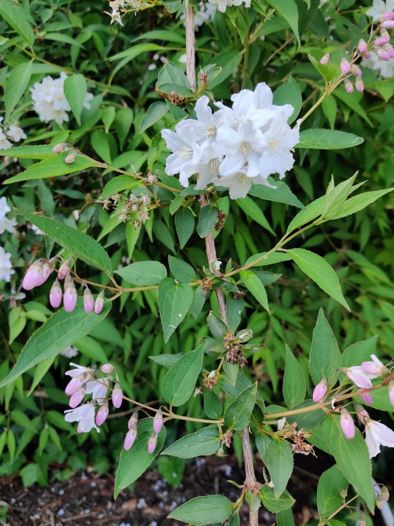 DEUTZIA PURPURASCENS 'KALMIIFLORA'