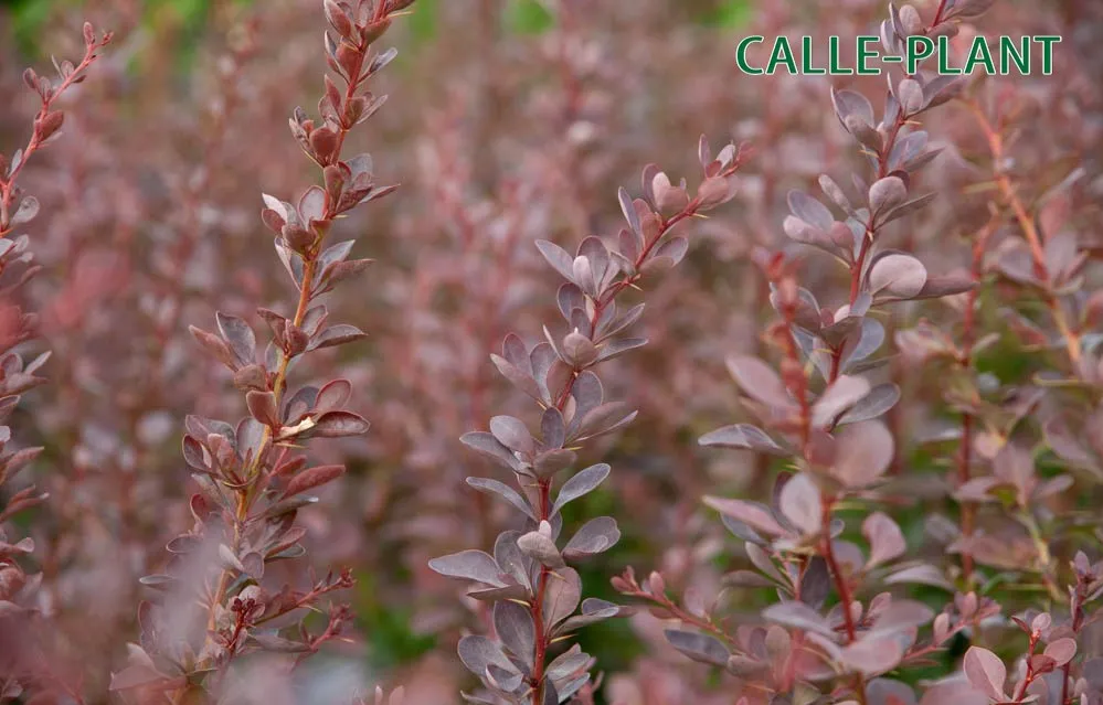 [BTAT40] BERBERIS THUNBERGII 'ATROPURPUREA' (Racines nues)
