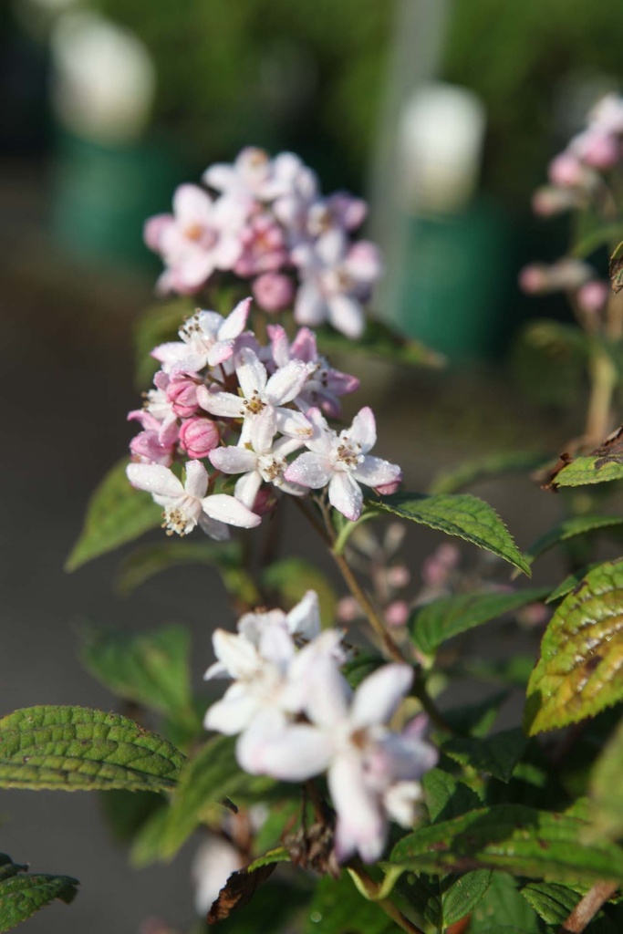 [DHMRO3] DEUTZIA HYBRIDA 'MONT ROSE' (Blote wortel, 80-100 cm)