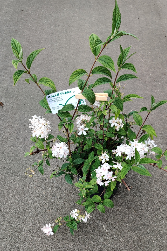 DEUTZIA HYBRIDA 'MONT ROSE'