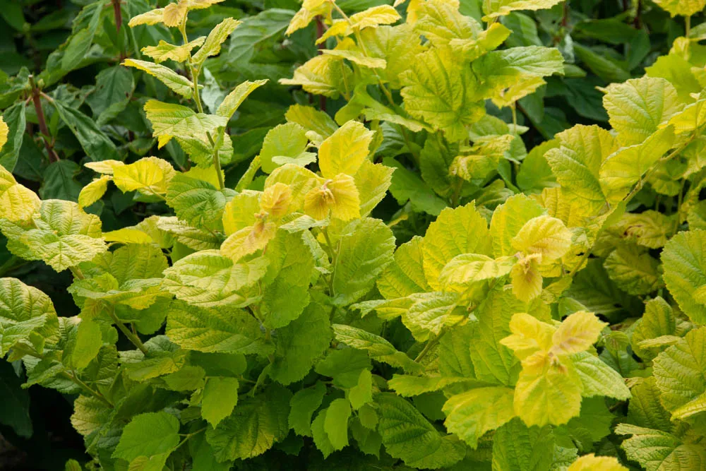 CORYLUS AVELLANA 'AUREA'