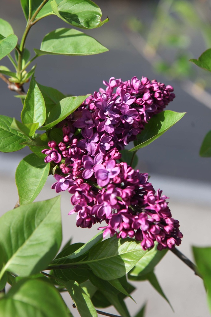 SYRINGA VULGARIS 'CHARLES JOLY'