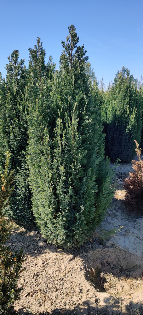CHAMAECYPARIS LAWSONIANA 'ELLWOODII'