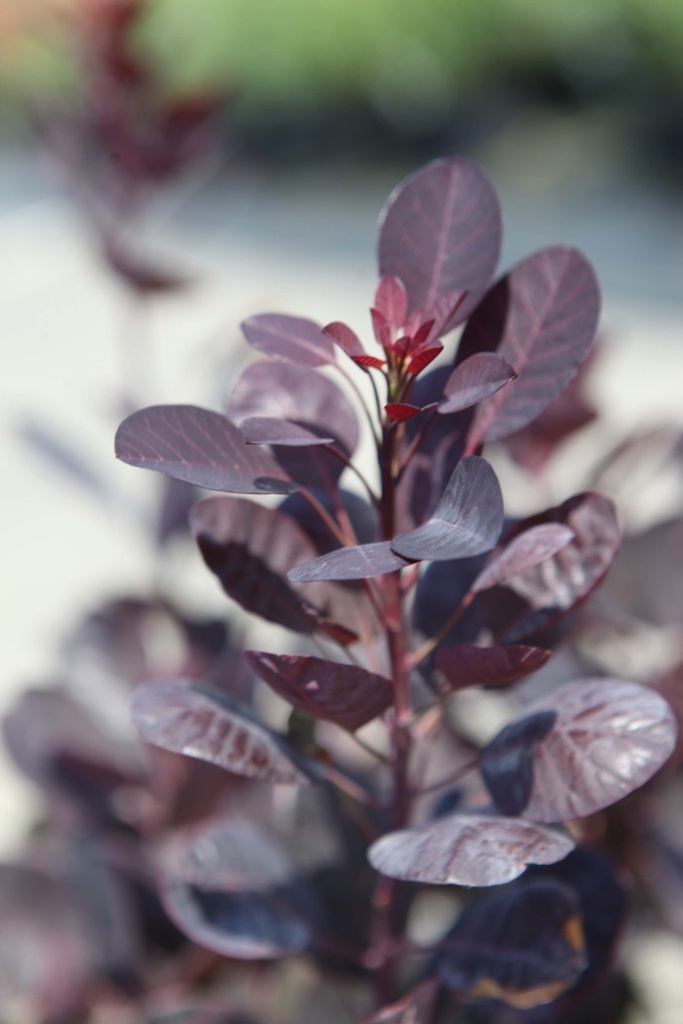 [CCRPU60] COTINUS COGGYGRIA 'ROYAL PURPLE' (Kluit, 60-80 cm)